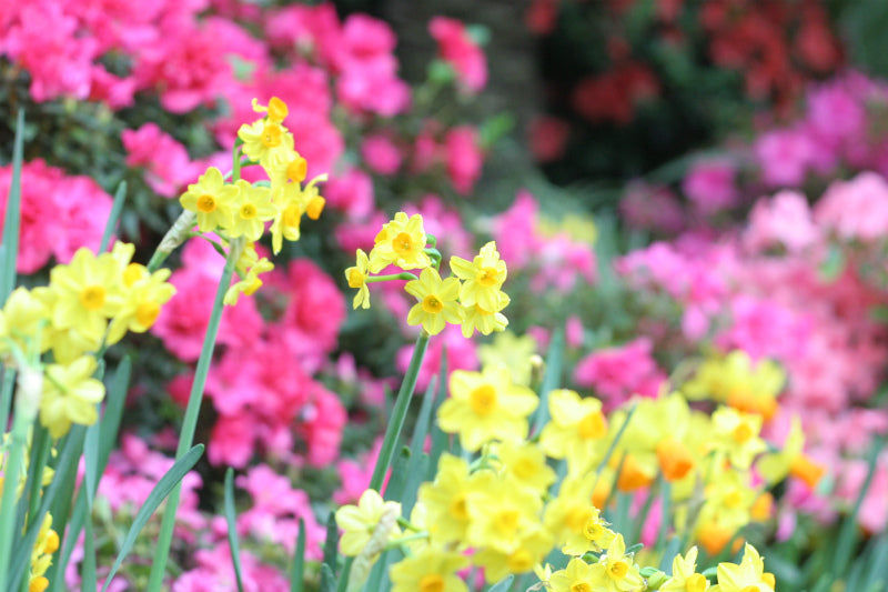 旅記事ウィーン３ パルメンハウスと氷雨と、水仙の花の美しさったら